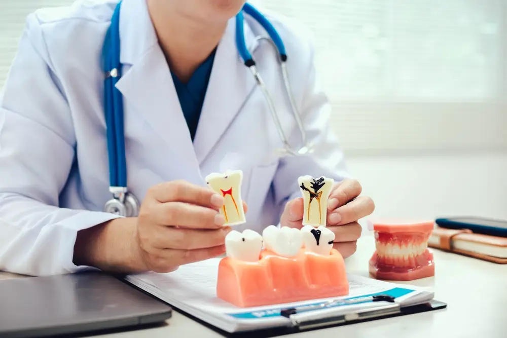 Dentist explaining dental infection progression using tooth models with visible decay and root anatomy for patient education.